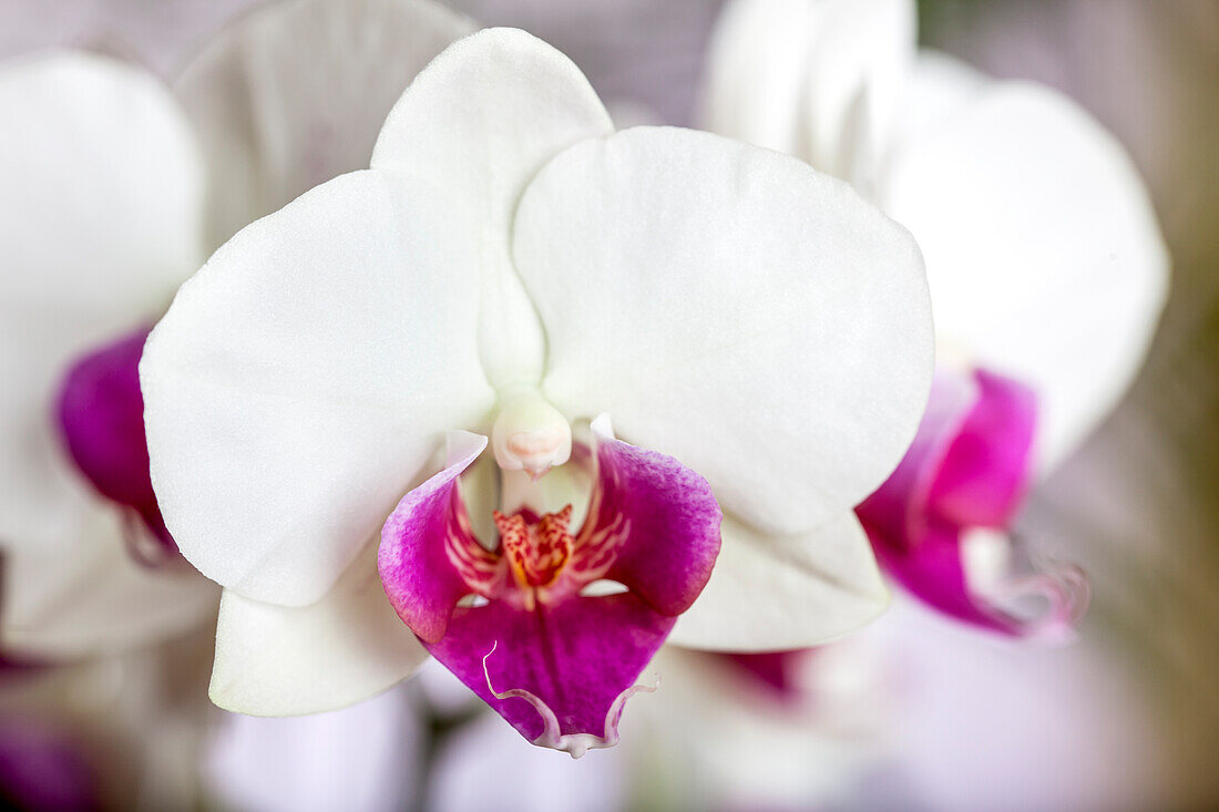 Phalaenopsis