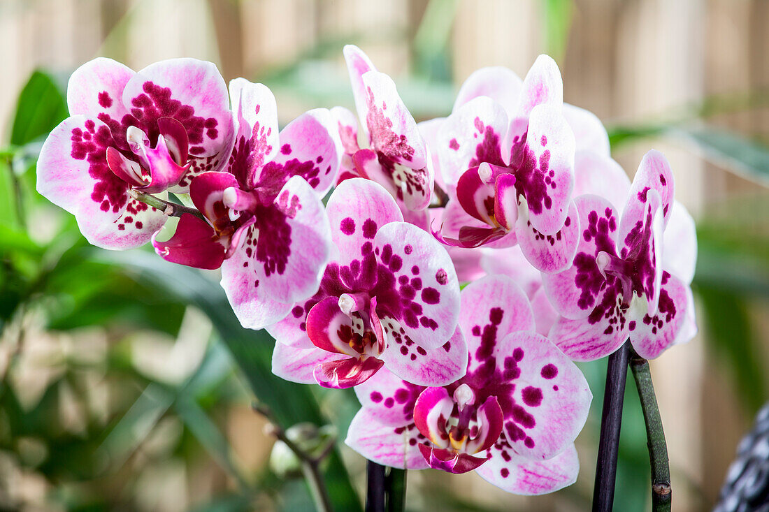 Phalaenopsis