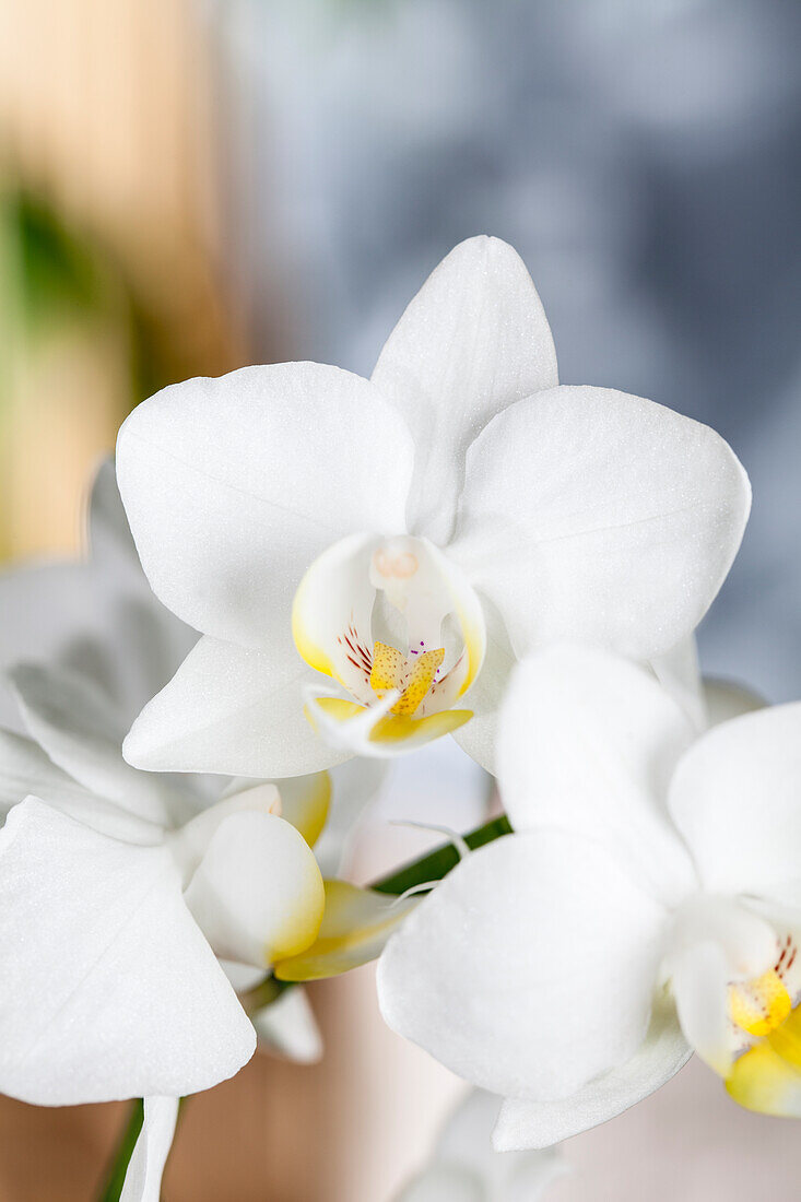 Phalaenopsis