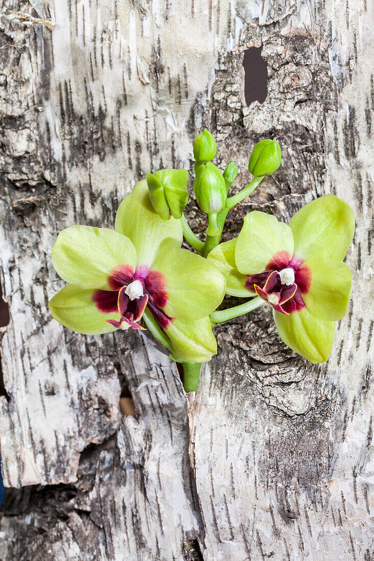 Phalaenopsis