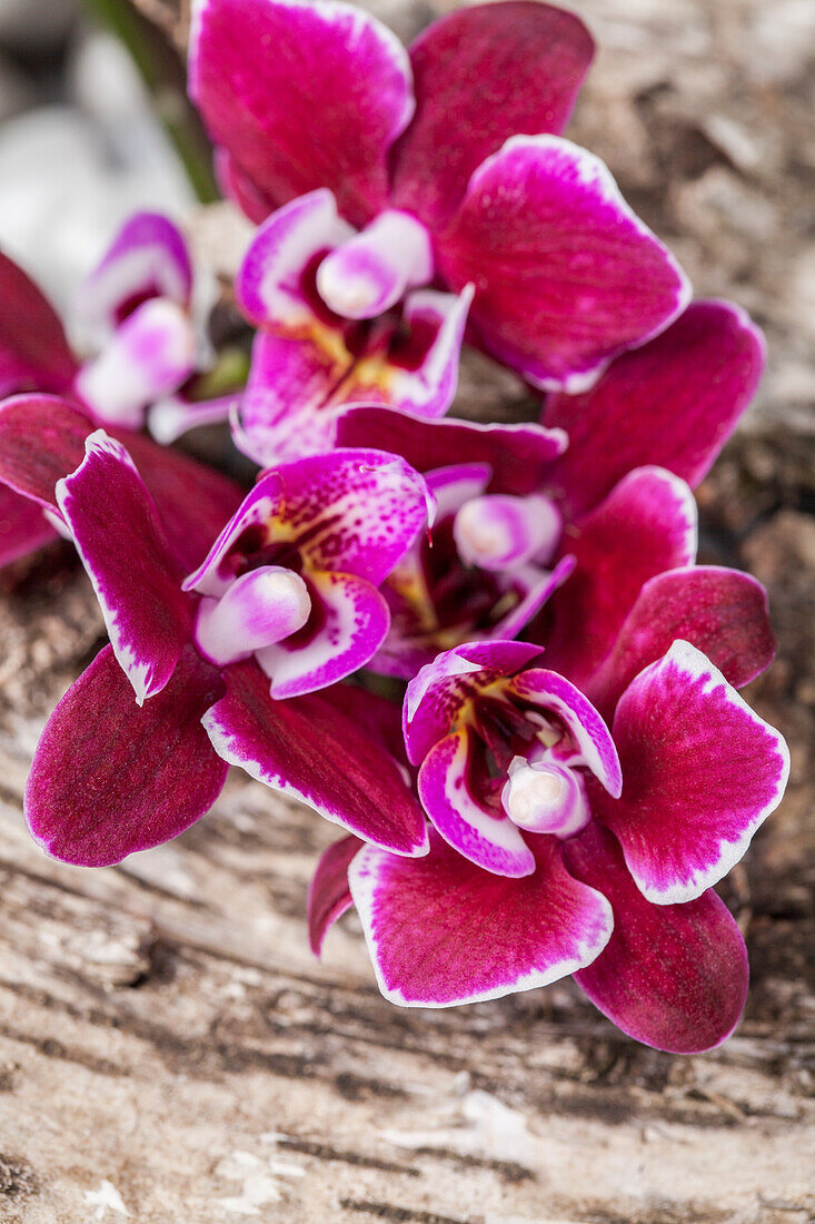 Phalaenopsis