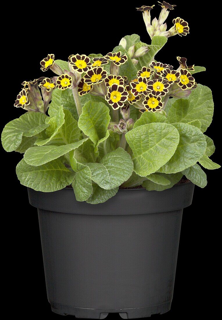 Primula veris