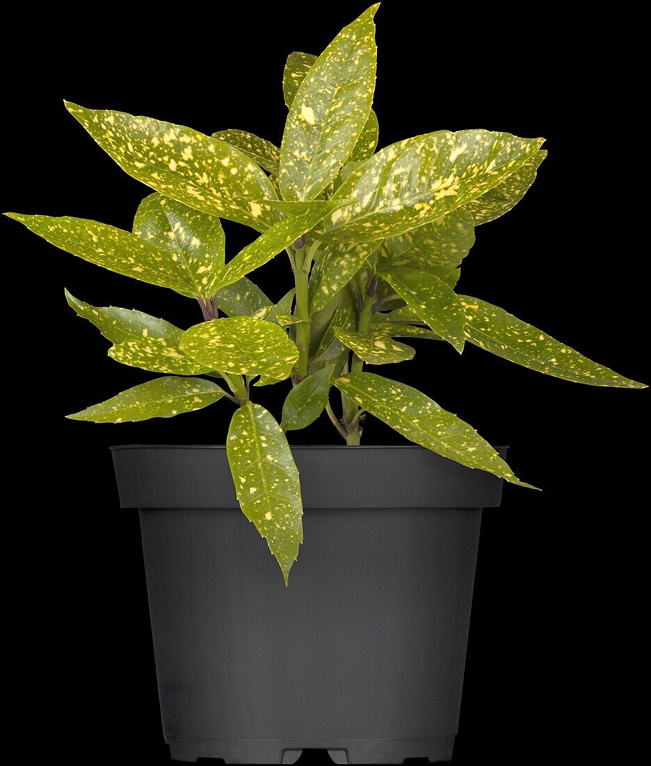 Aucuba japonica 'Variegata'