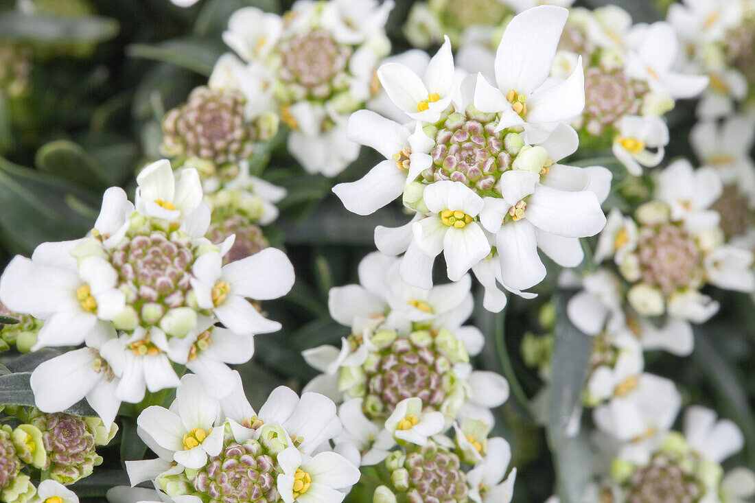 Iberis sempervirens