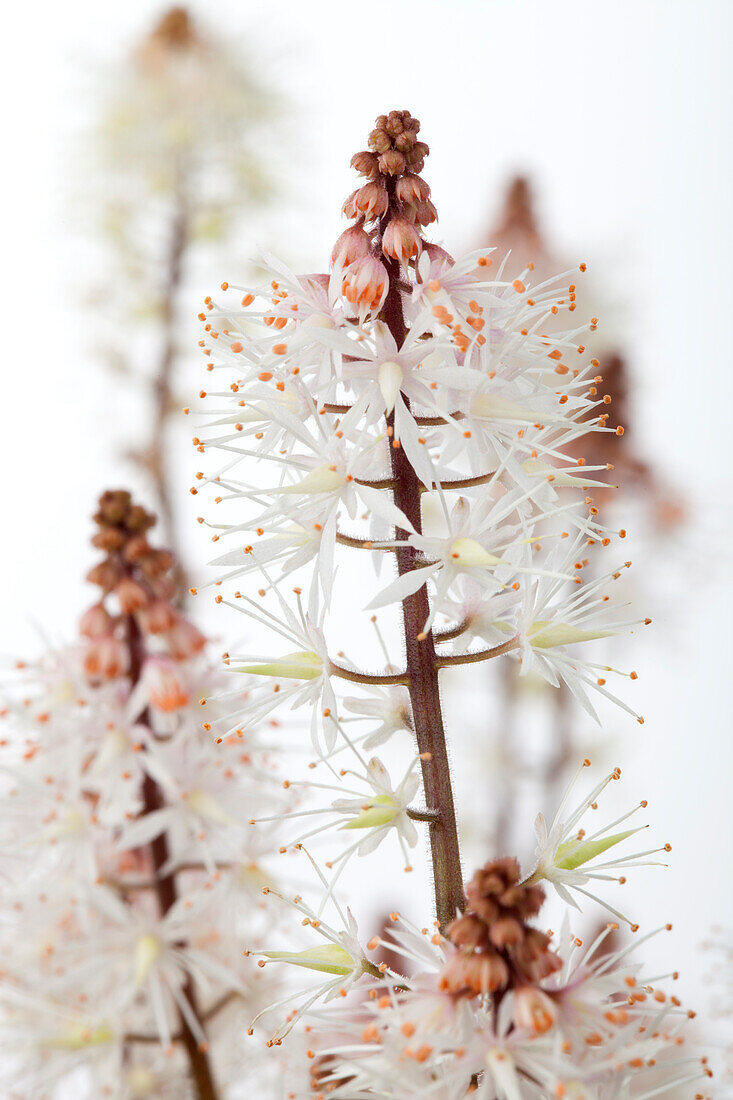 Tiarella laciniata Spring Symphony