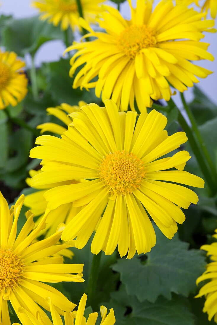 Doronicum orientale