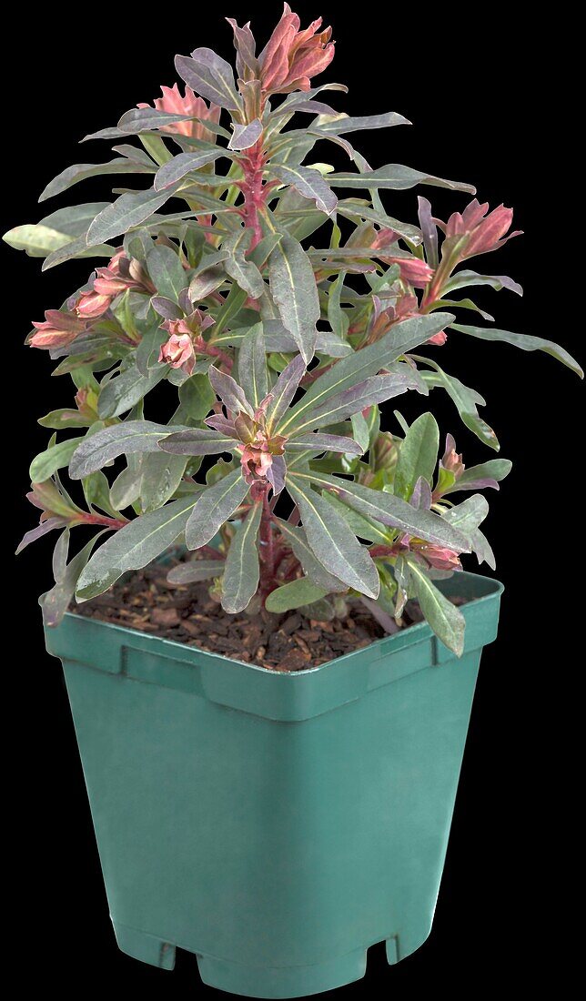 Euphorbia amygdaloides 'Purpurea'