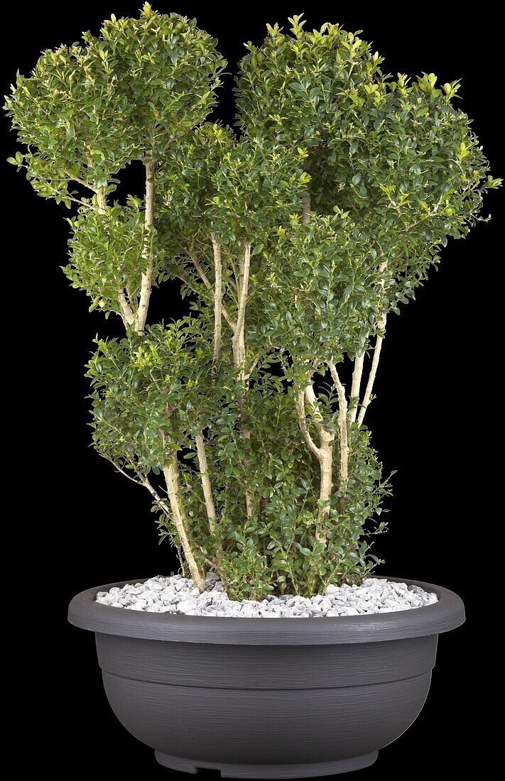 Buxus sempervirens