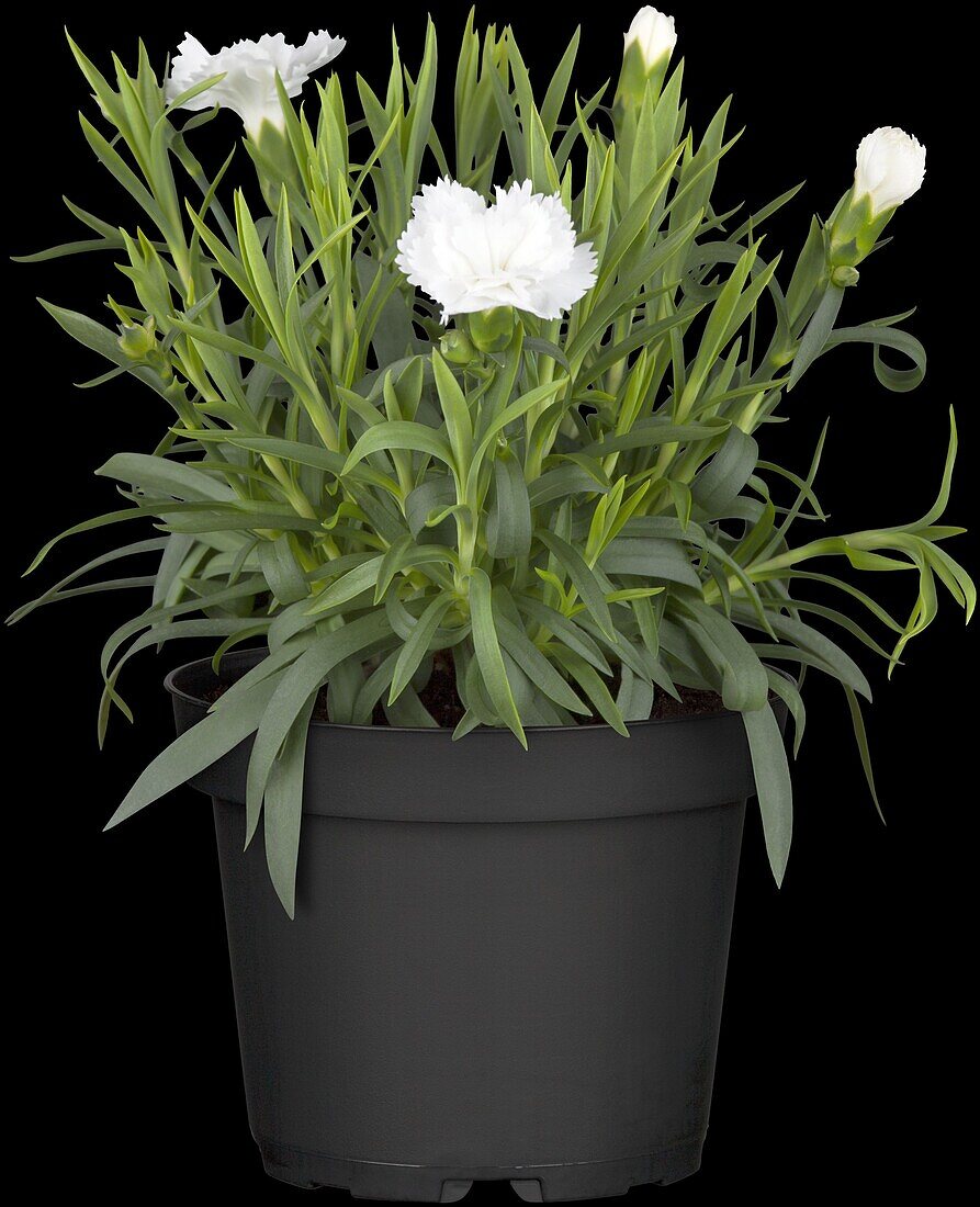 Dianthus caryophyllus