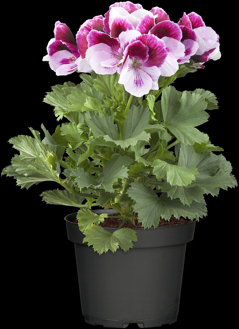 Pelargonium grandiflorum