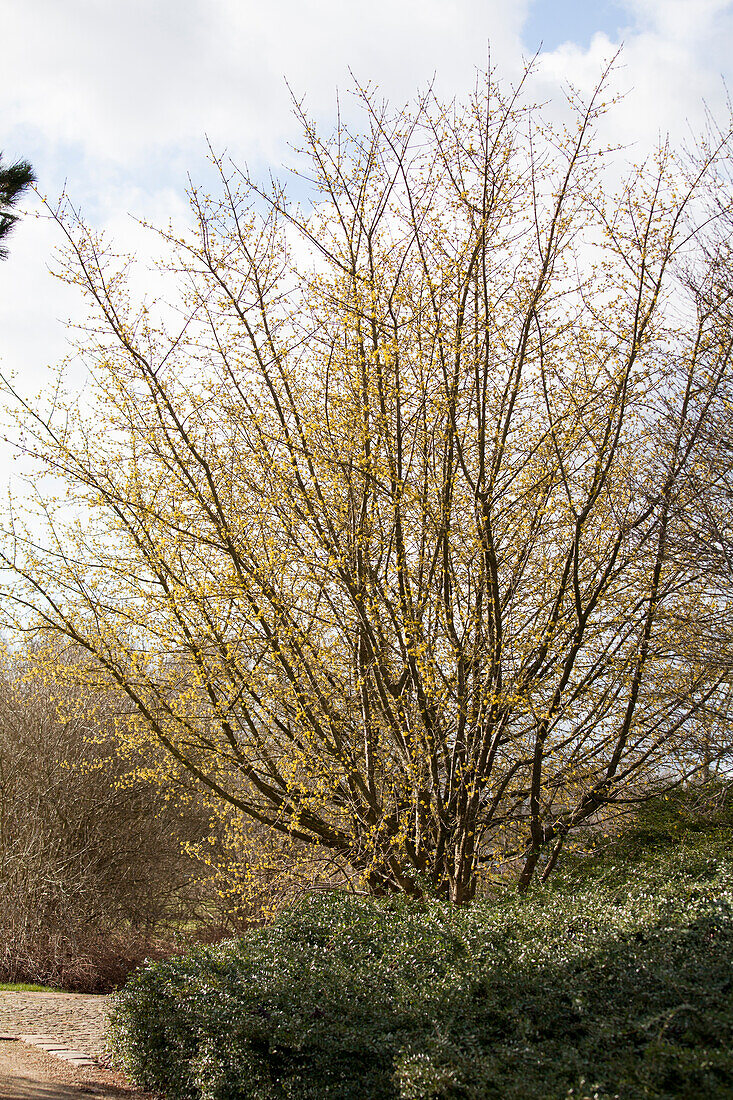 Cornus mas