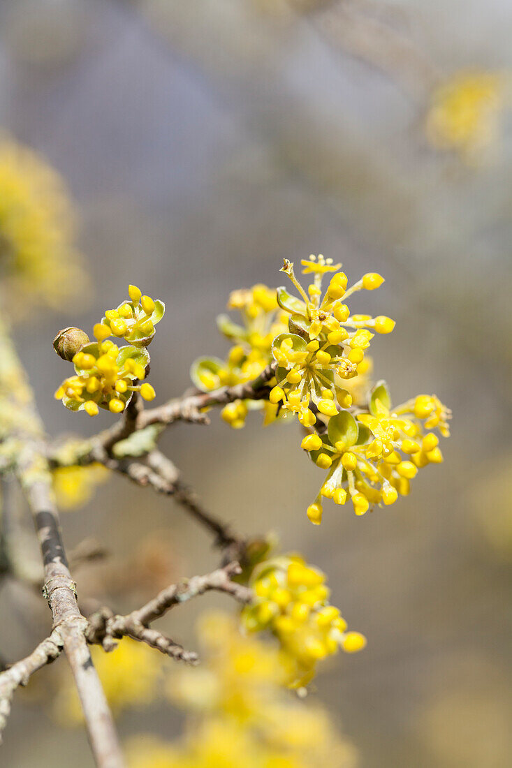 Cornus mas