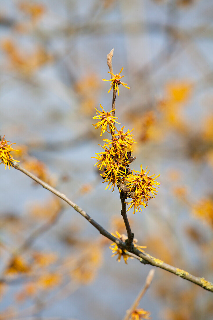 Hamamelis mollis 'Brevipetala'