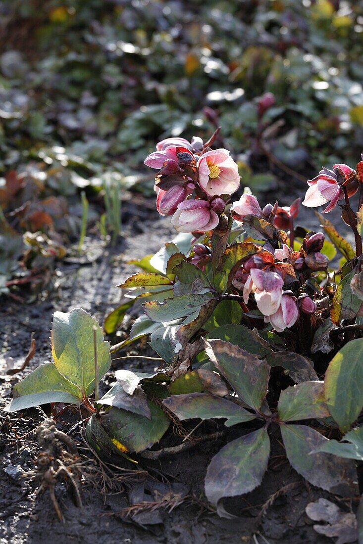 Helleborus "HGC Pink Frost