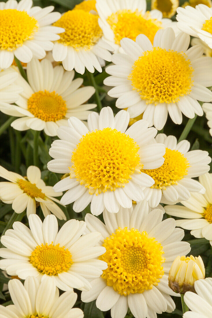 Argyranthemum frutescens