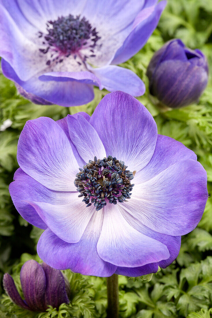 Anemone coronaria