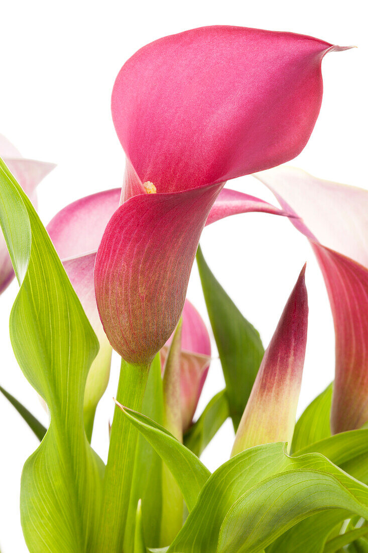 Zantedeschia aethiopica