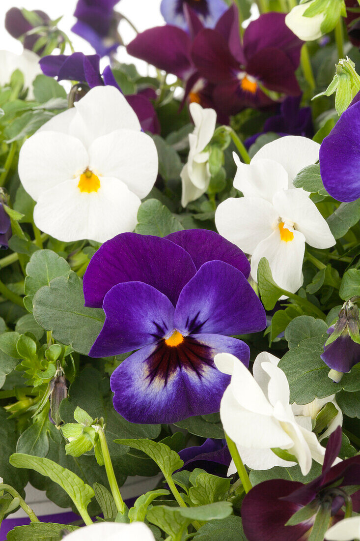 Viola cornuta