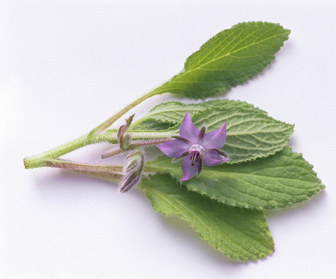 Zweig Borretsch mit Blättern & Blüte