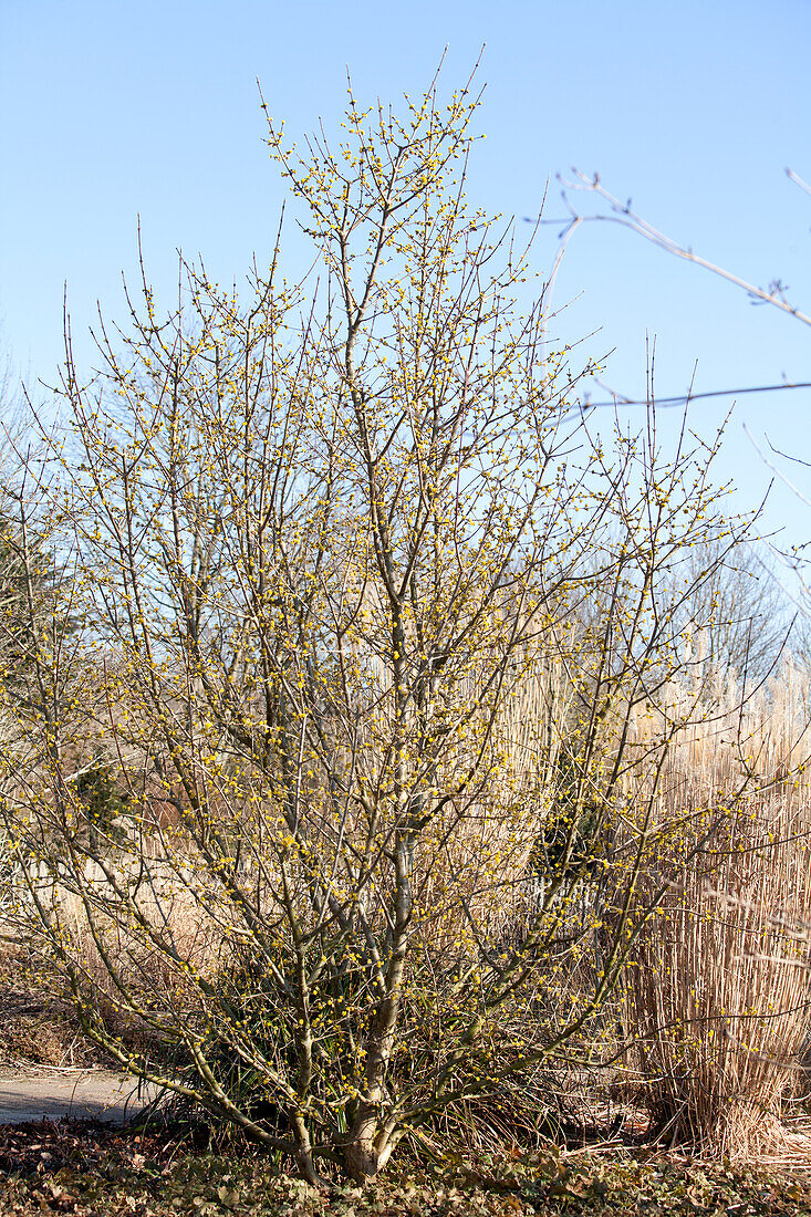 Cornus mas Golden Glory