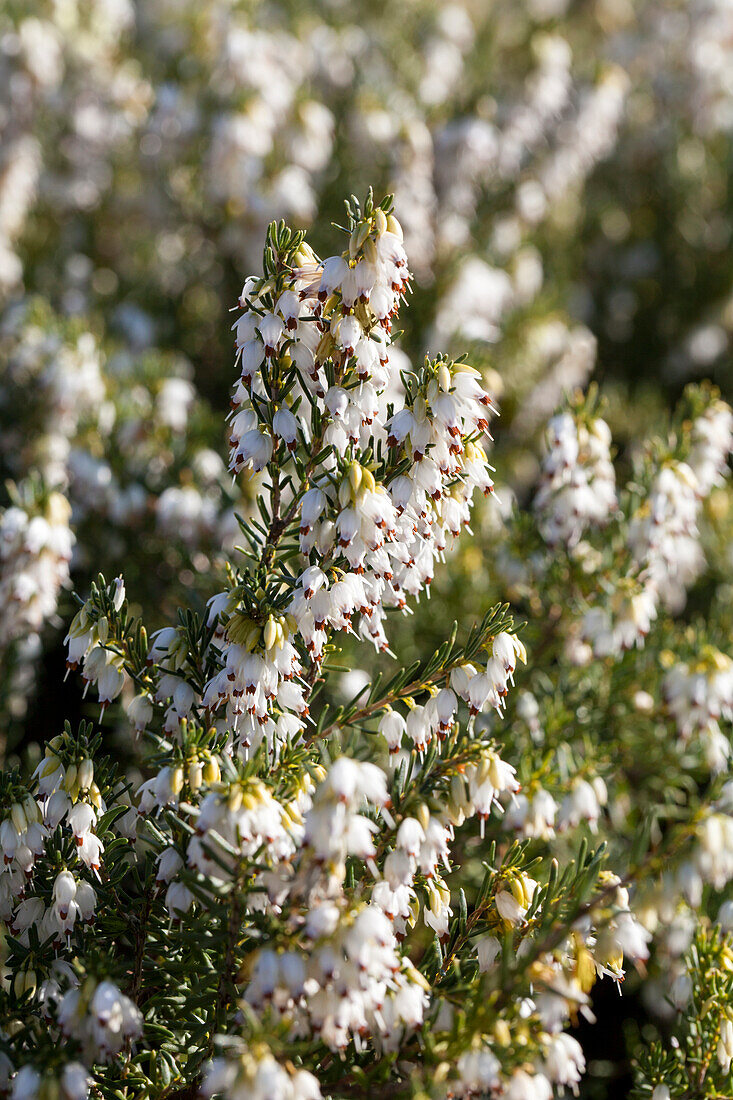 Erica darleyensis White Perfection