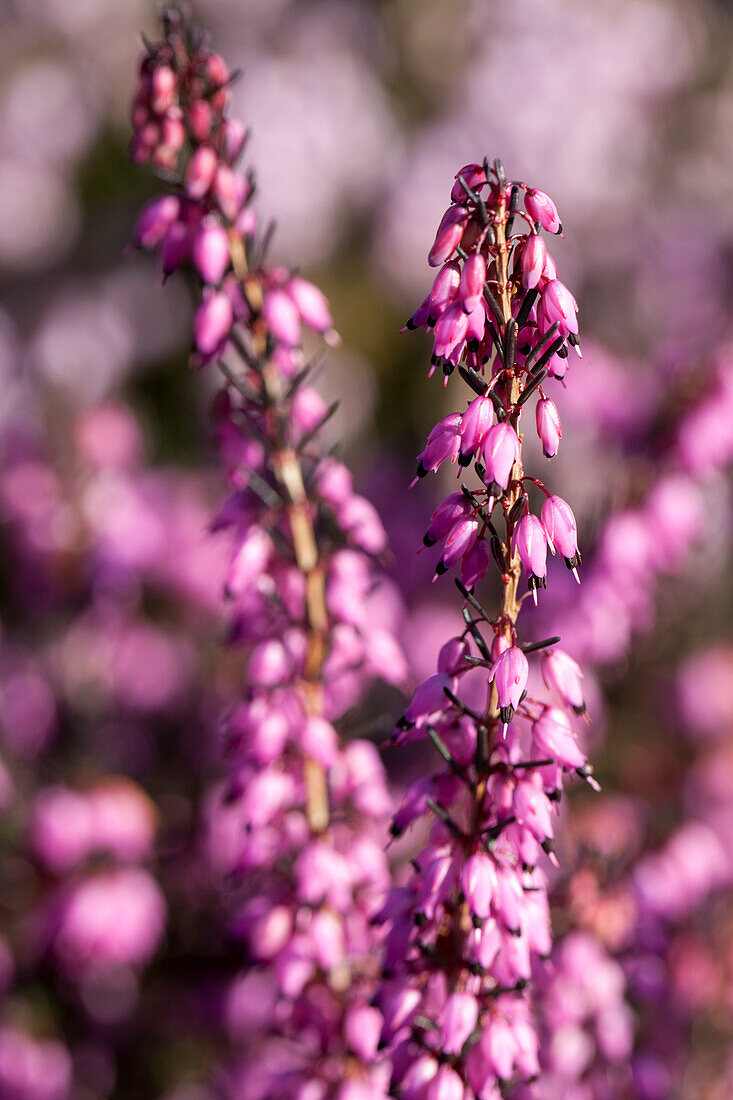 Erica darleyensis 'Rubina'(s)