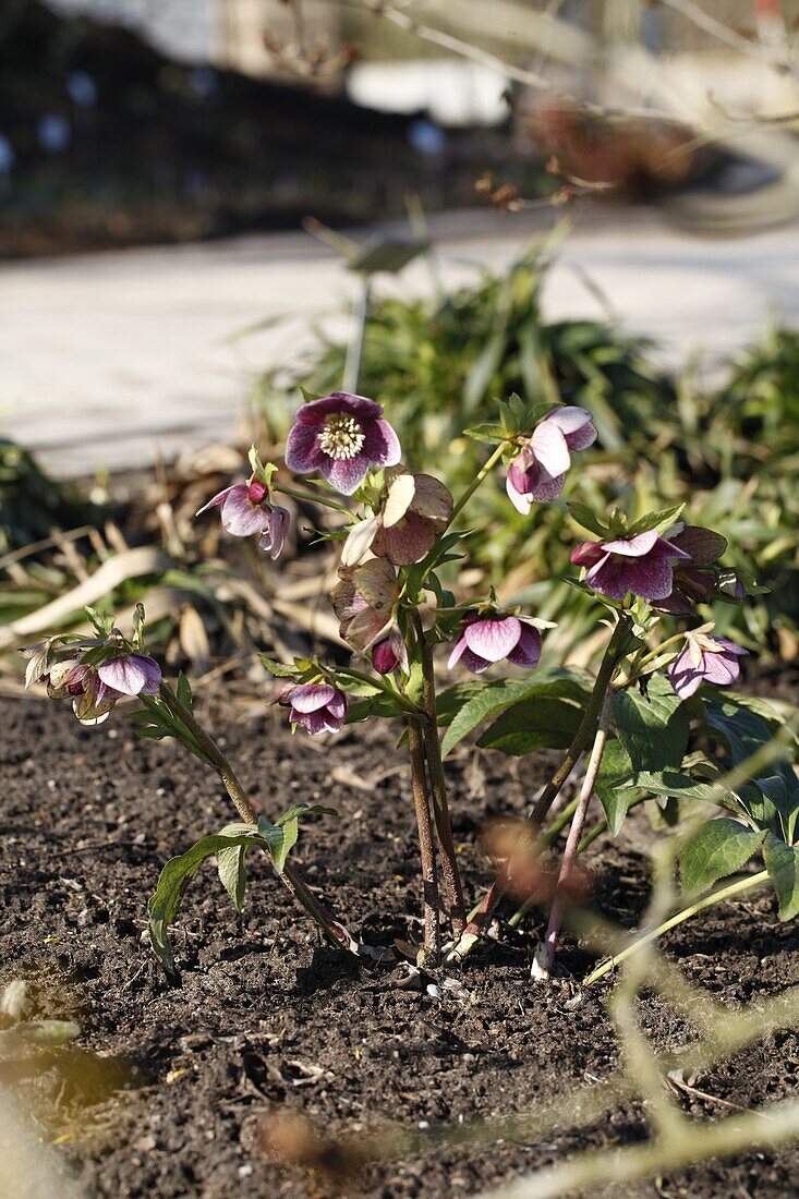 Helleborus unbekannt