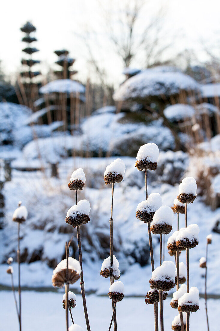 shrubs with snow