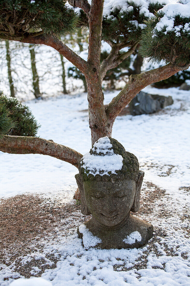 Garden bonsai Deco buddha head