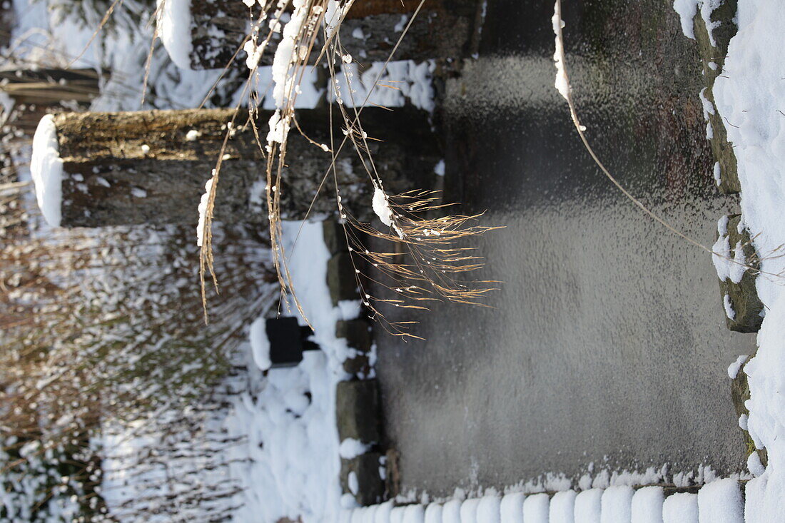 Grasses on frozen garden pond