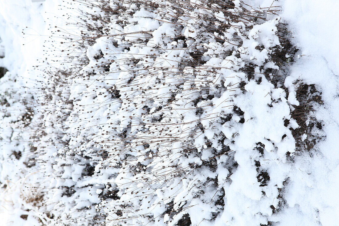 Mountain Stonewort 'Berggold' snowy