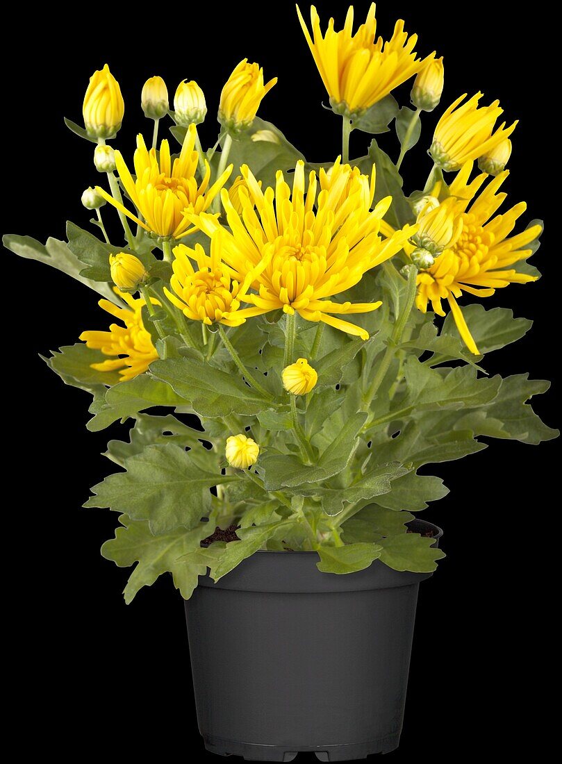 Chrysanthemum indicum, yellow