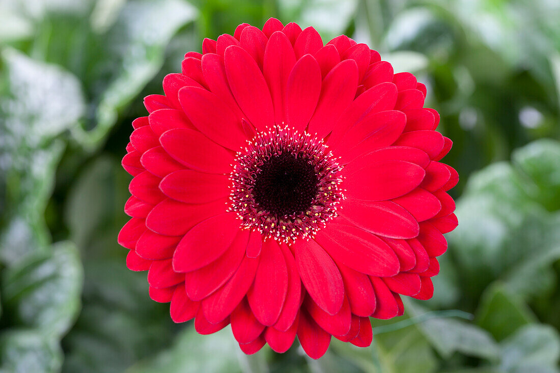 Gerbera, rot