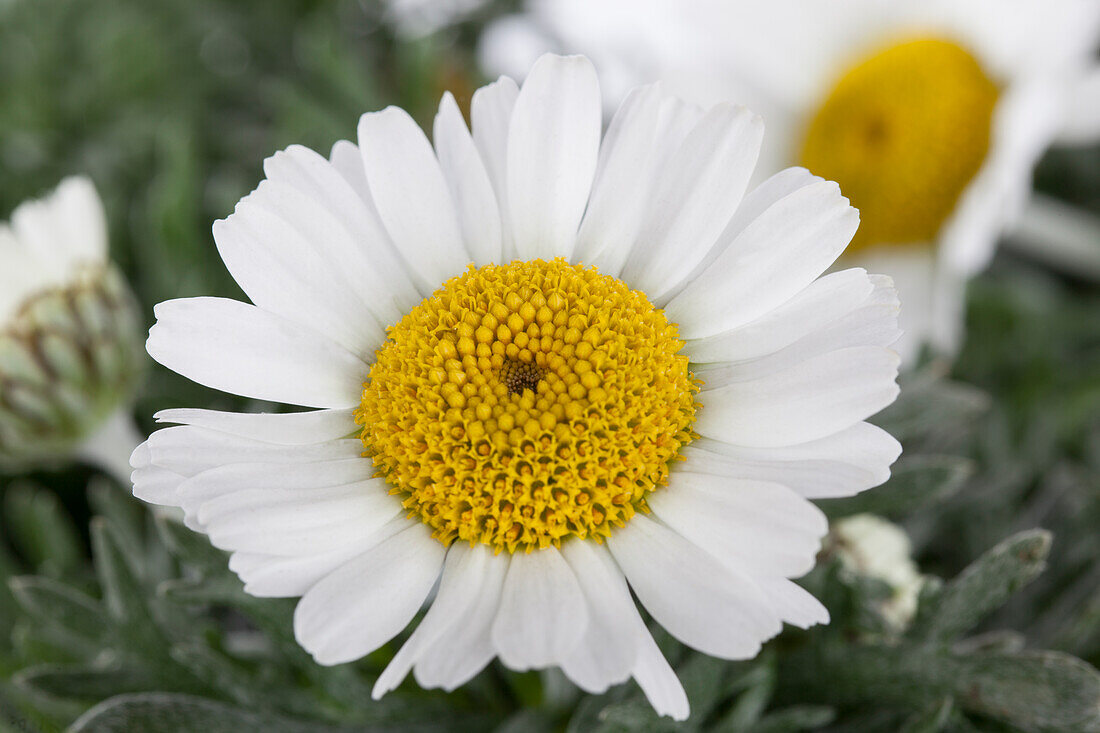 Leucanthemum hosmariense