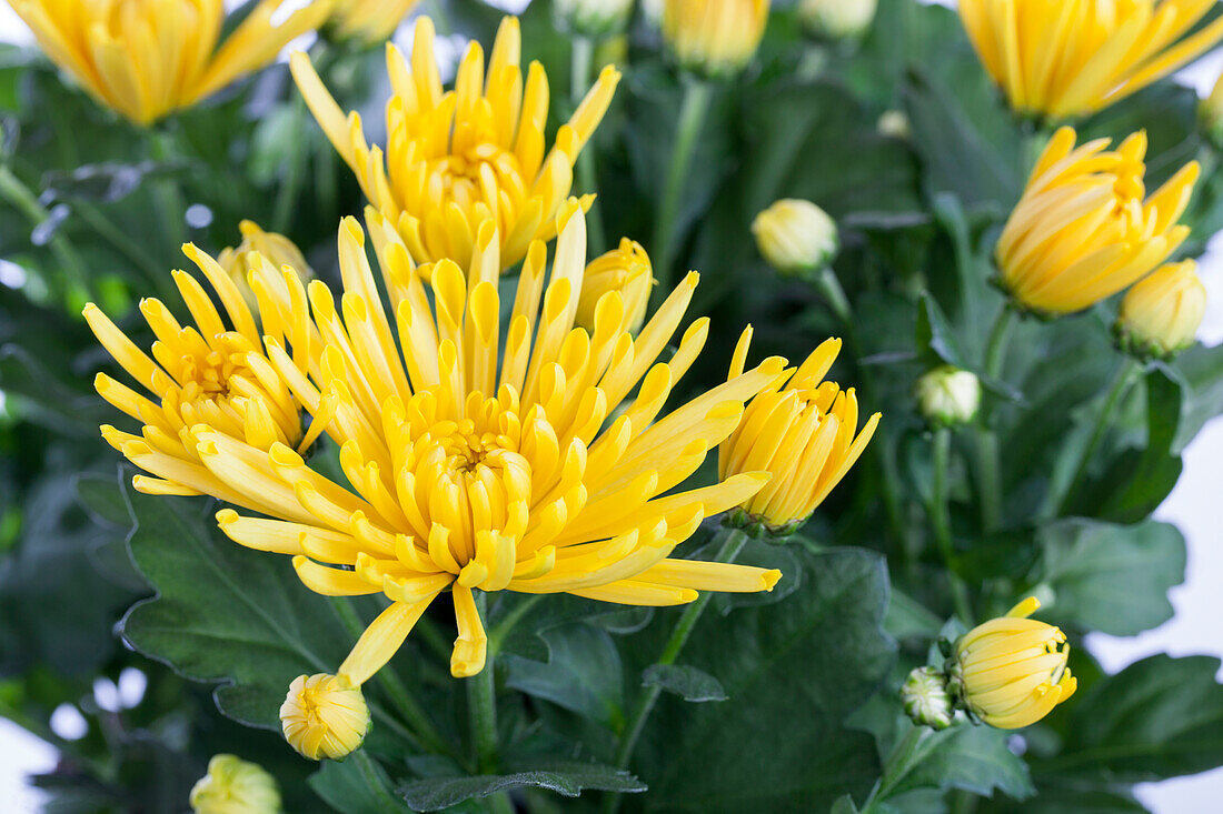 Chrysanthemum indicum, yellow