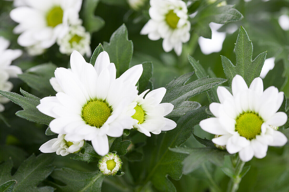 Chrysanthemum indicum, white