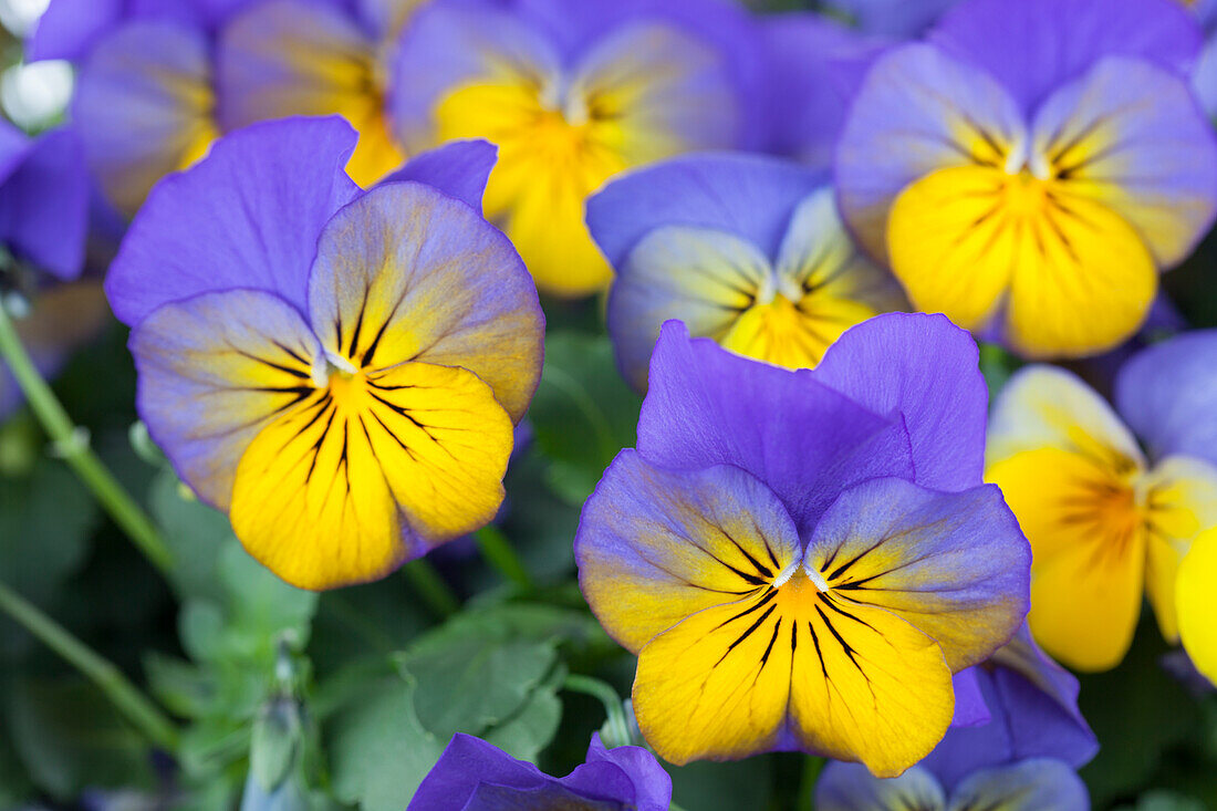 Viola cornuta