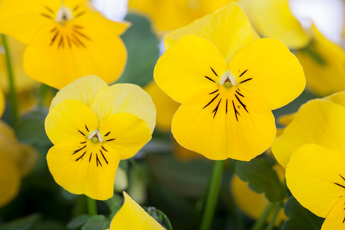 Viola cornuta, gelb