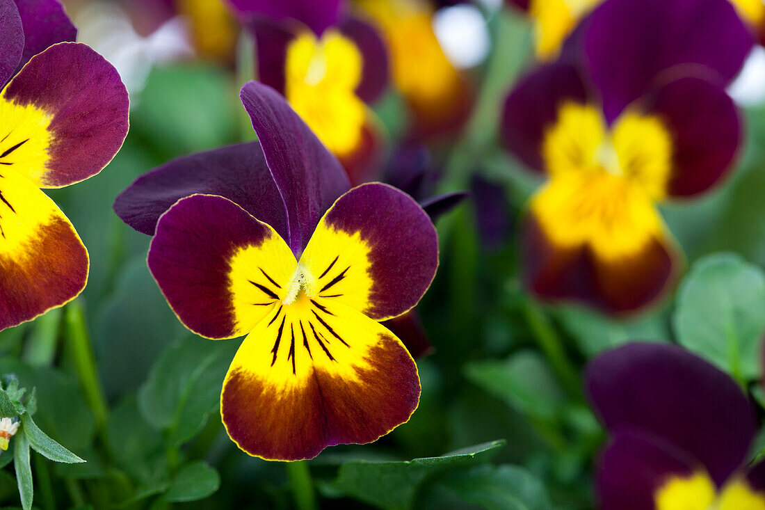 Viola cornuta