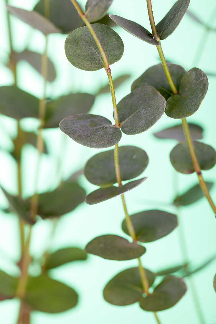 Eucalyptus gunnii