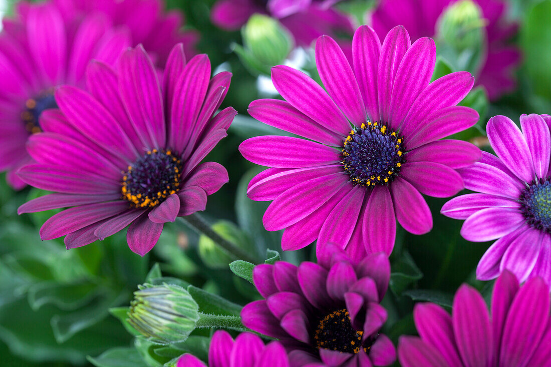 Osteospermum ecklonis