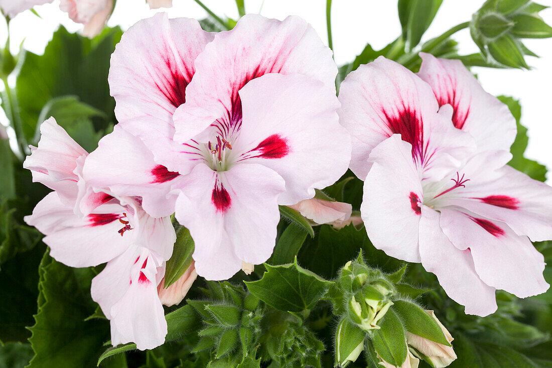 Pelargonium grandiflorum pink