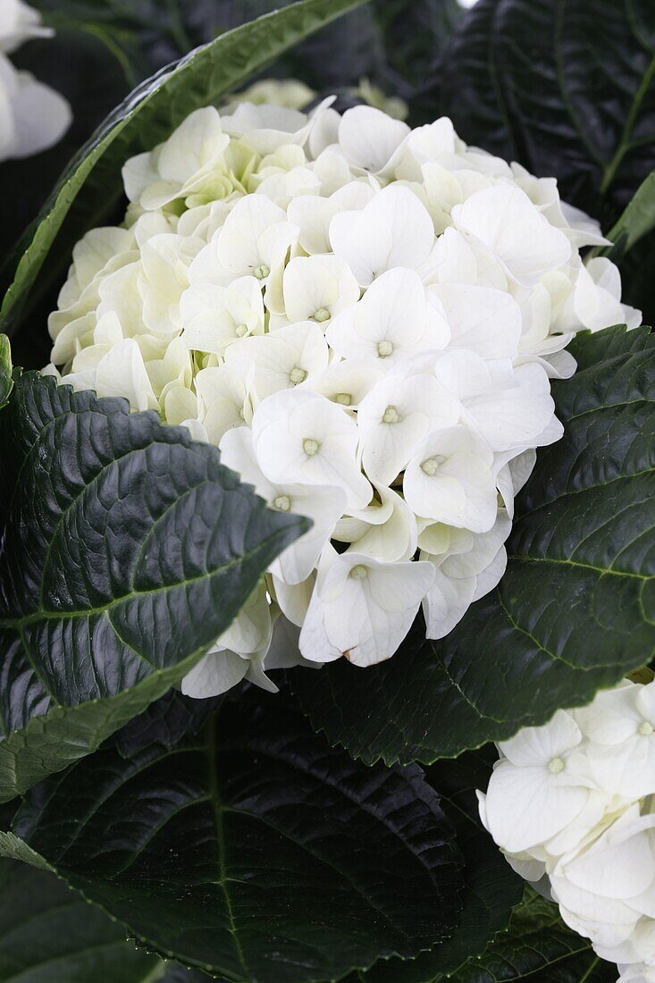 Hydrangea macrophylla