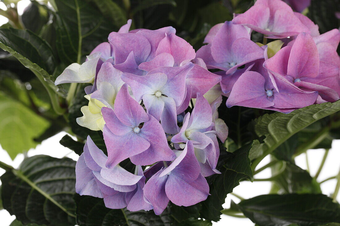 Hydrangea macrophylla