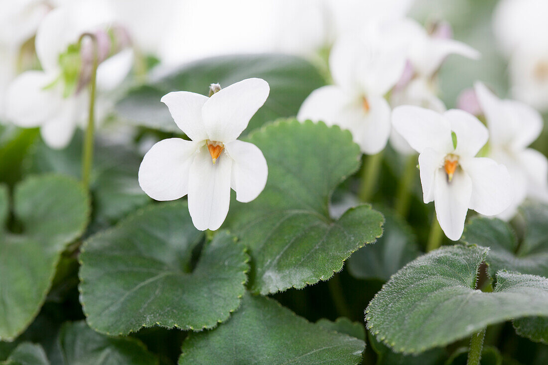 Viola odorata, white