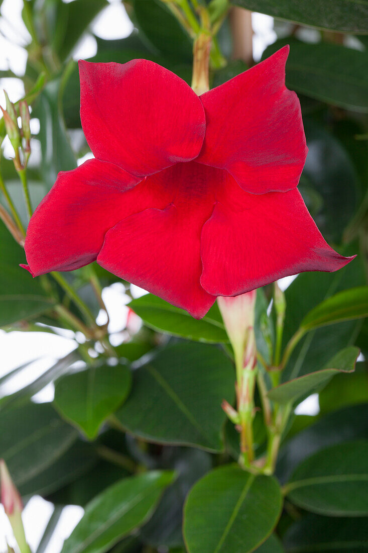 Mandevilla sanderi, red