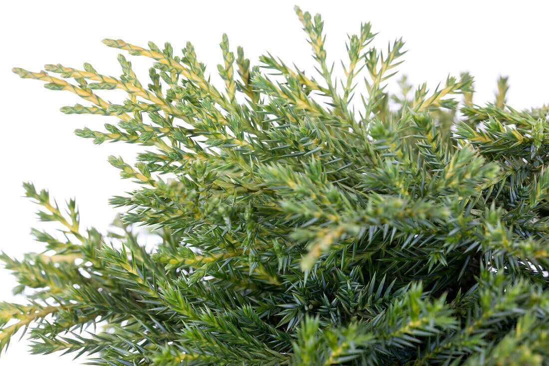 Juniperus x pfitzeriana 'Golden Saucer'