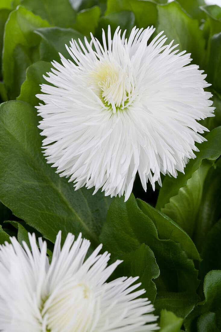 Bellis perennis, white