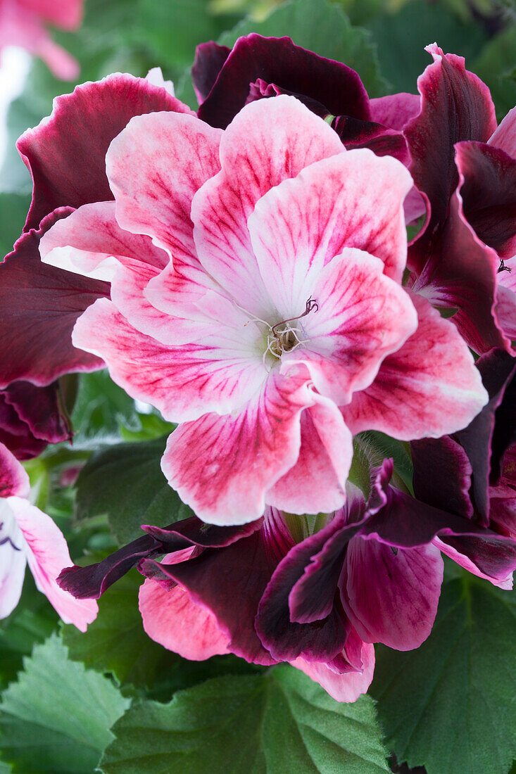 Pelargonium grandiflorum