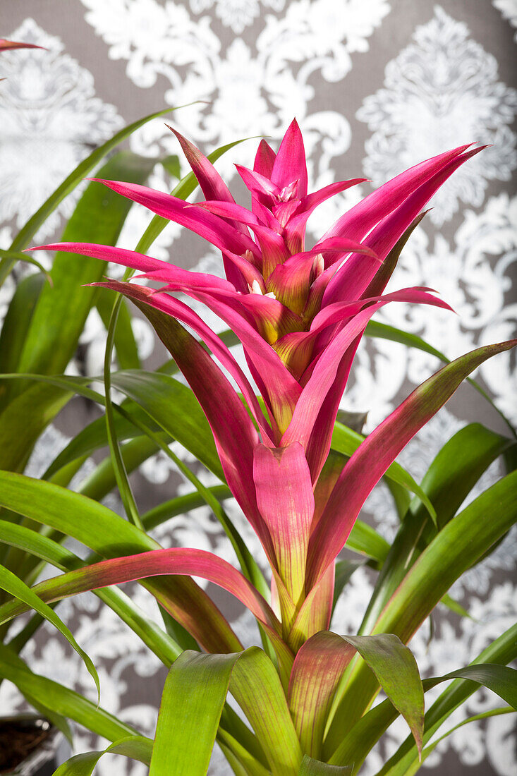 Guzmania